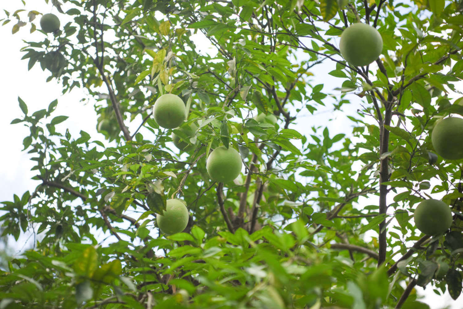 柚子籽怎么种